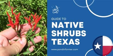 11 Best Native Shrubs for Texas Gardens 2023 [Updated] - Pond Informer