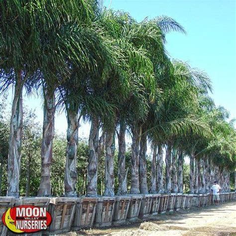 Queen Palm Plants کوءین پام Aziz Nursery Farm