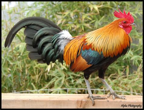 Rooster Chicken Wiki