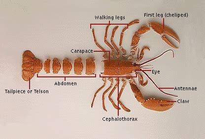 Arthropods Systems - survey of animal systems