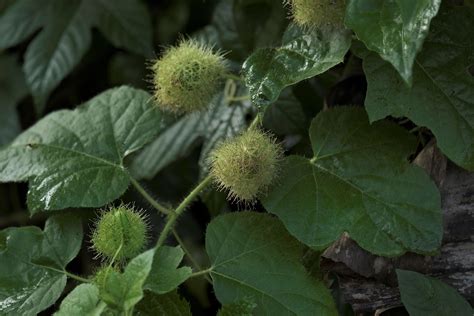 Closeup Fresh Raw Hairy Fruits Of Fetid Passionflower Scarletfruit Passionflower Stinking