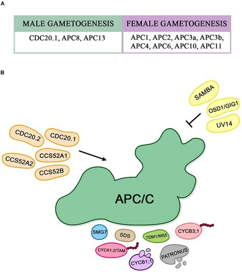 Frontiers The Role Of Anaphase Promoting Complex Cyclosome Apc C In