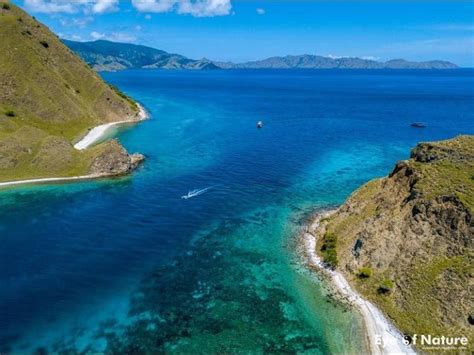 Shotgun Komodo Neptune Scuba Diving