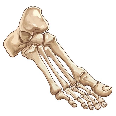 Premium Vector Bonesofthehumanfootvectorillustration