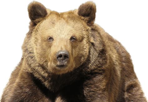 Kodiak Bear Brown Wildlife Free Png