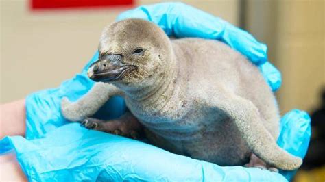 A Royal Baby Penguin is Born at the Columbus Zoo - Awesome Ocean