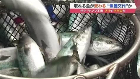 サケ・サンマ不漁続く一方でブリやマグロが次々と 北海道の海で起きている異変は「魚種交代」か｜fnnプライムオンライン