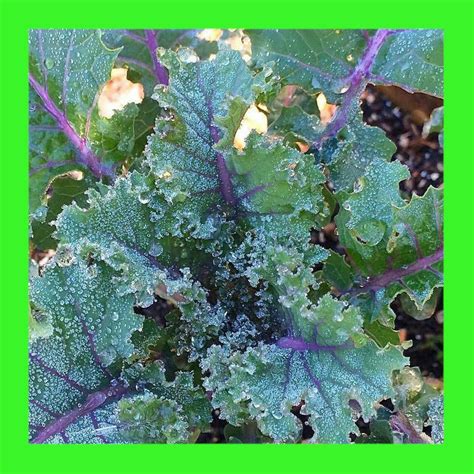 KALE RED RUSSIAN Heritage Organic Open Pollinated Seeds