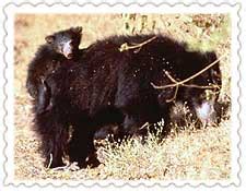 Jessore Sloth Bear Sanctuary Jessore Sloth Bear Sanctuary In Gujarat