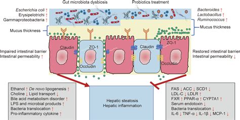 An Update On The Efficacy And Functionality Of Probiotics For The