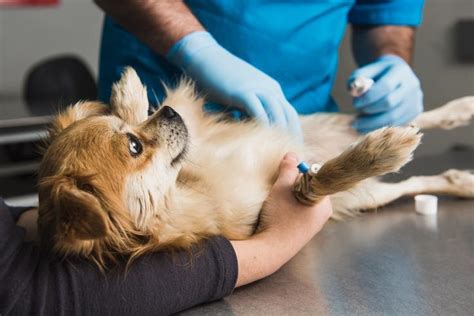 M Trite Chez La Chienne Sympt Mes Causes Et Traitement