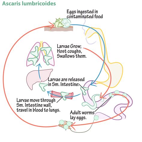 Immunologymicrobiology Glossary Nematode Ascaris Lumbricoides Draw It To Know It