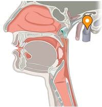 Superior bulb of internal jugular vein - e-Anatomy - IMAIOS