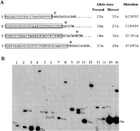 Figure 4 From A Novel Process For Mutation Detection Using Uracil DNA