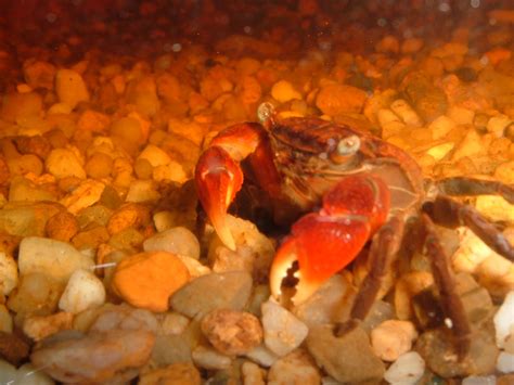 De-Clare-ation: Meet Bob the red clawed crab.