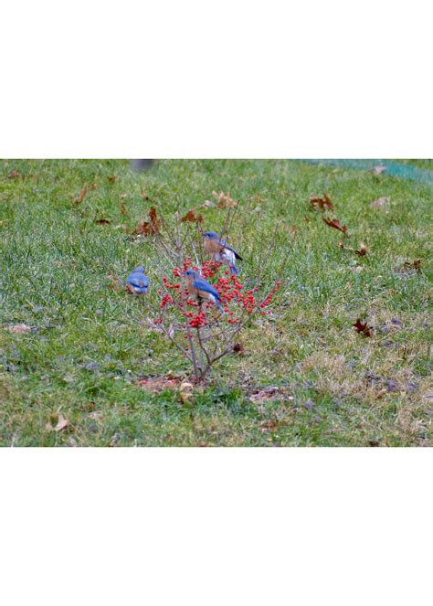 Ilex vert. FarrowBP Holly - Winterberry, Berry Poppins, #3 - Behmerwald