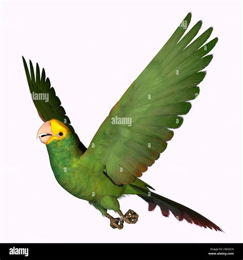 Parrot jungle hi-res stock photography and images - Alamy