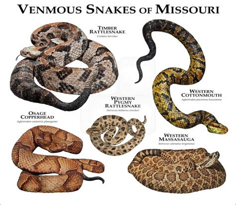 Venomous Snakes of Missouri Poster Print - inkart