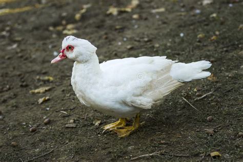 Breeding duck stock image. Image of wild, cute, waterfowl - 100686453