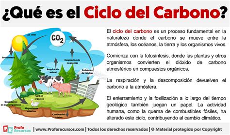 Qué Es El Ciclo Del Carbono