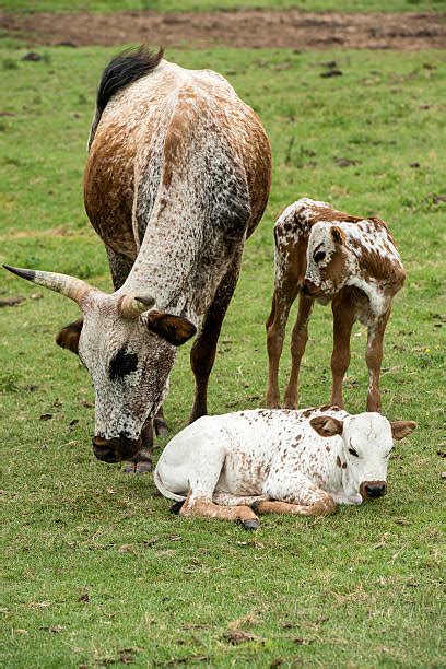 100 Herd Of Nguni Cattle Stock Photos Pictures And Royalty Free Images