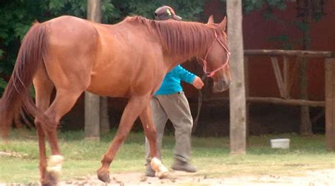 Uruguay Confirma El Primer Caso De Encefalitis Equina En Una Persona