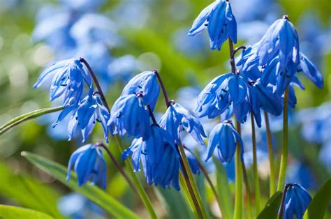 15 Weeds With Blue Flowers ️ [blue Weed Identification Guide ]