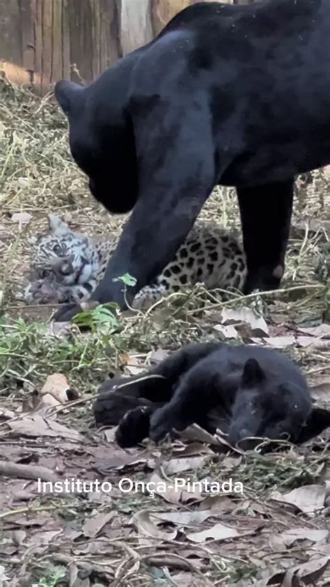 Derpixon Lesbian Discover