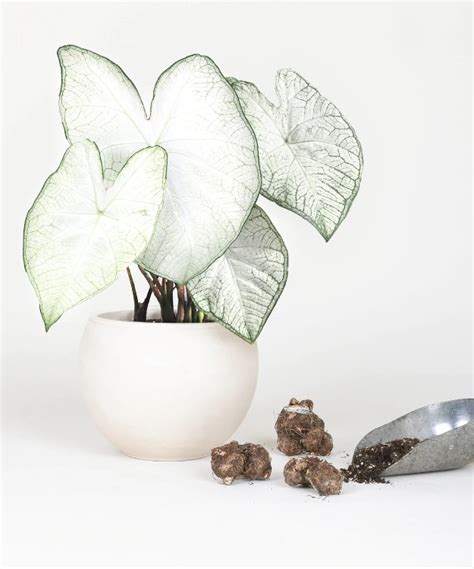 Pussy Willow The First Flowers Of Spring Mygardenchannel