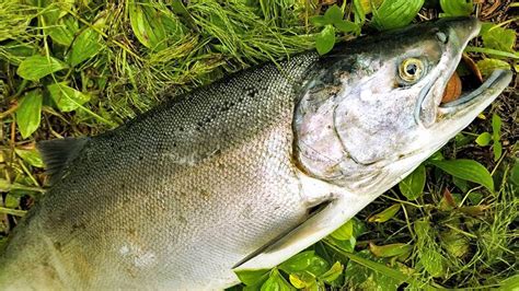 How To Catch Clean And Cook Salmon Salmon Bait Rigs Tips And