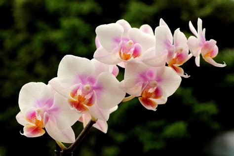 Orquídeas Foto gratis en Pixabay