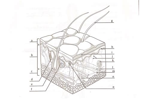 Integumentary Diagram Diagram Quizlet