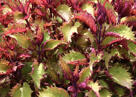 Plant Sun Coleus For Vibrant Summer Color Mississippi State