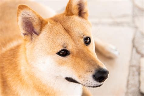 Images De Chien Menton Japonais T L Chargement Gratuit Sur Freepik