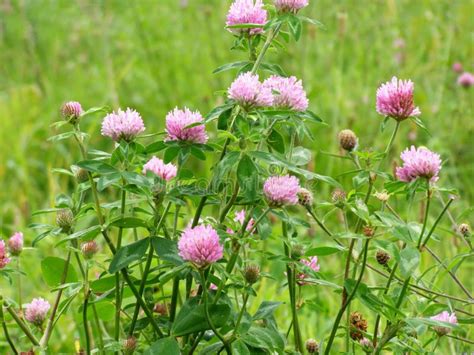 Purple clover stock photo. Image of shamrock, garden, lucky - 3133334