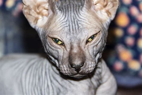 Gray Sphynx Hairless Kitten Close Up Gray Sphynx Hairless Kitten Stock