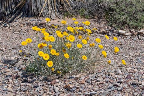 How To Grow And Care For Desert Marigolds Gardeners Path