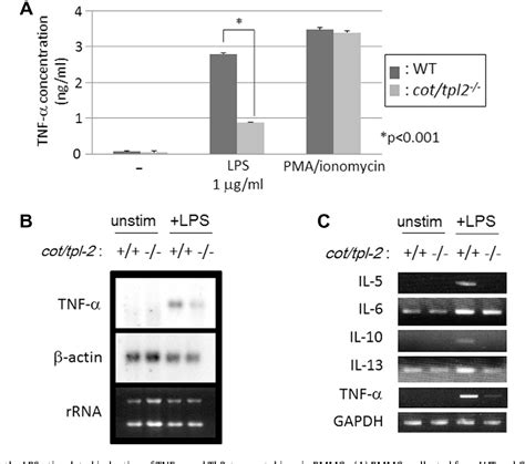 Figure From Functional Roles Of Cot Tpl In Mast Cell Responses To