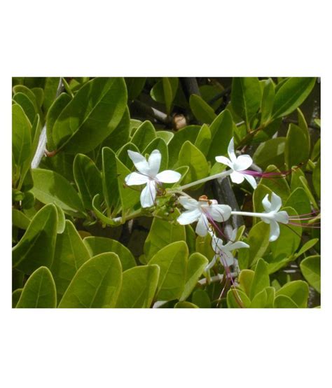 Kapebonavista Clerodendrum Inerme Living Plant Raw Herbs 1 No S Pack Of