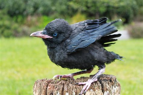 Raven Bird