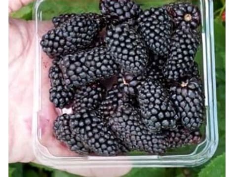 Купить саженцы Ежевика Коламбия Санрайс в Беларуси - цены