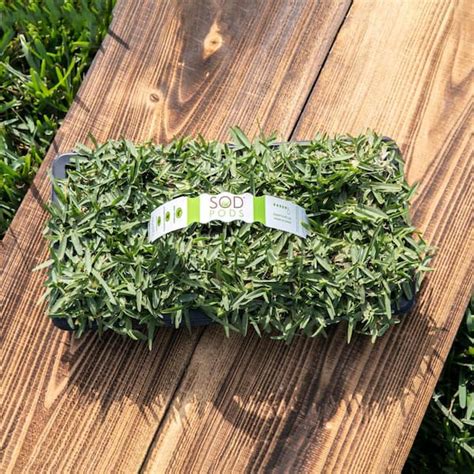 Sod Pods St Augustine CitraBlue Grass Sod Plugs Natural Affordable