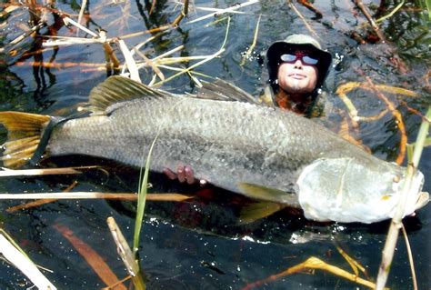 World Record Barramundi