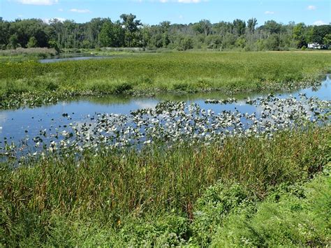 Brackish Tidal Marsh Guide New York Natural Heritage Program