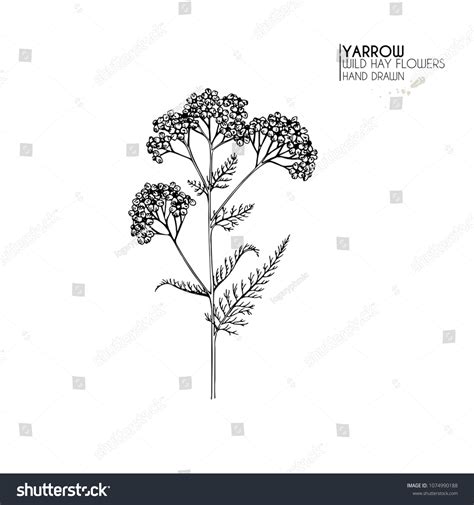 2,781 Yarrow Flower Illustration Images, Stock Photos & Vectors