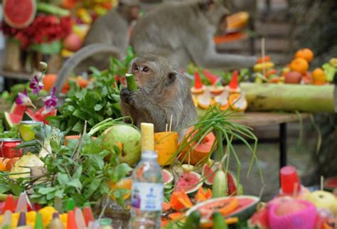 One-Of-A-Kind Scenes From Thailand's Monkey Buffet Festival