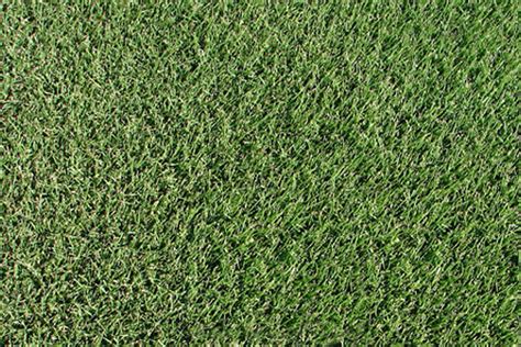 Zoysia Zoysia Japonica Mata Turf