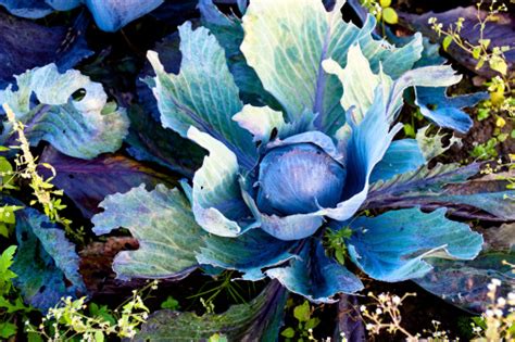 Red Cabbage Stock Photo Download Image Now Agricultural Field