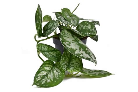 Satin Pothos Care and Propagation - Gardential.com