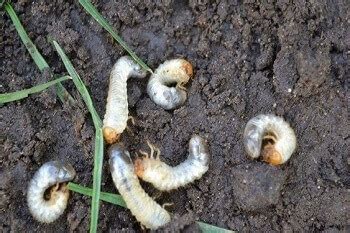 Greenleaf Turf Solutions 